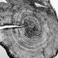 Puget Sound, Seattle, Washington Hemlock - 24x36 print lintonart
