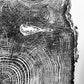 Puget Sound, Seattle, Washington Hemlock - 24x36 print lintonart