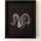 Bighorn Sheep Etching - 16x20 giclee print