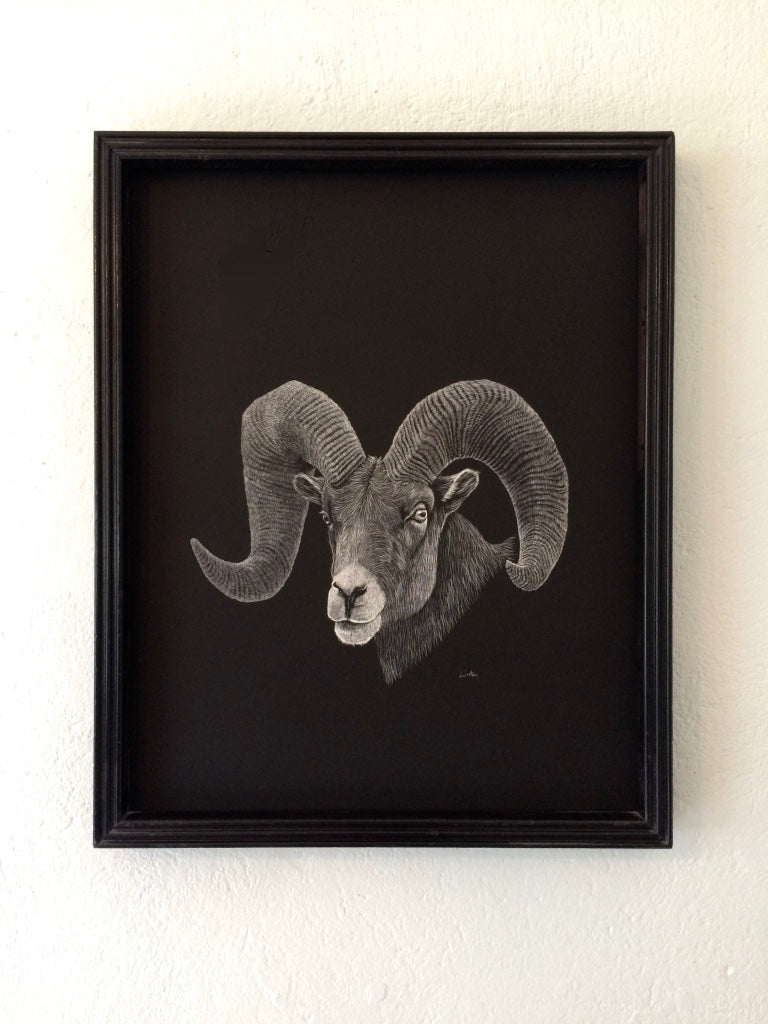 Bighorn Sheep Etching - 16x20 giclee print