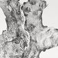 Redwood Burl, Tree Ring Print, Woodcut print, Tree of Life, , 24x36 print, Signed original Print lintonart