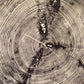 Sundance Canyon, Utah, White Pine - 36x36 print lintonart