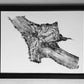 Tree Roots Set of 3 - 18x24 each print lintonart