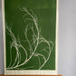 Tumbleweed Hand Pressed Botanical Monoprint on Green - giclee print lintonart