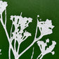 Wild Fennel Hand Pressed Botanical Monotype on Green II - Original Print 8x8 inches