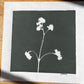 Wild Flower Hand Pressed Botanical Monotype Print on Charcoal Grey - Original Print 8 3/4 x 9 inches