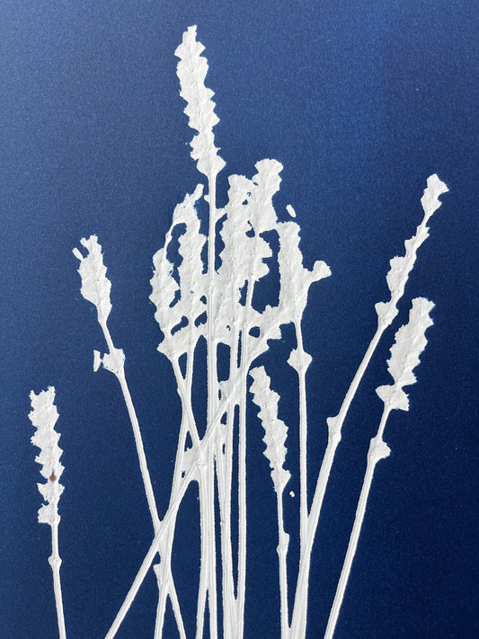 Dried Lavender Hand-Pressed Botanical Monotype on Navy Blue - Original Print 11x14 inches