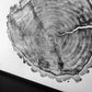 Utah Art, Tree Ring Print, Ski Art, Lumber, Shabby Tree, Wood Slice Wall Art, Natural Wood Slices lintonart