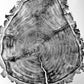 Utah Art, Tree Ring Print, Ski Art, Lumber, Shabby Tree, Wood Slice Wall Art, Natural Wood Slices lintonart