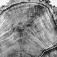 Utah Art, Tree Ring Print, Ski Art, Lumber, Shabby Tree, Wood Slice Wall Art, Natural Wood Slices lintonart
