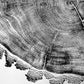 Utah Art, Tree Ring Print, Ski Art, Lumber, Shabby Tree, Wood Slice Wall Art, Natural Wood Slices lintonart