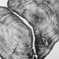 Waco Texas Cedar - 18x24 print lintonart