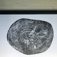 Waco, Texas Pecan - 18x24 print lintonart