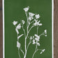 Wild Fennel Hand Pressed Botanical Monotype Print - Original Print 14 3/4 x19 inches lintonart