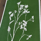 Wild Fennel Hand Pressed Botanical Monotype Print - Original Print 14 3/4 x19 inches lintonart