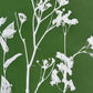 Wild Fennel Hand Pressed Botanical Monotype Print - Original Print 14 3/4 x19 inches lintonart