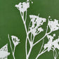 Wild Fennel Hand Pressed Botanical Monotype Print - Original Print 14 3/4 x19 inches lintonart