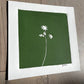 Wild Flower Hand Pressed Botanical Monotype on Green - Original Print 8x8 inches lintonart