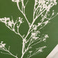 Wild Weeds Hand Pressed Monoprint on Green - giclee print lintonart