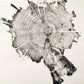 Yellowstone Pine II - 18x24 print lintonart