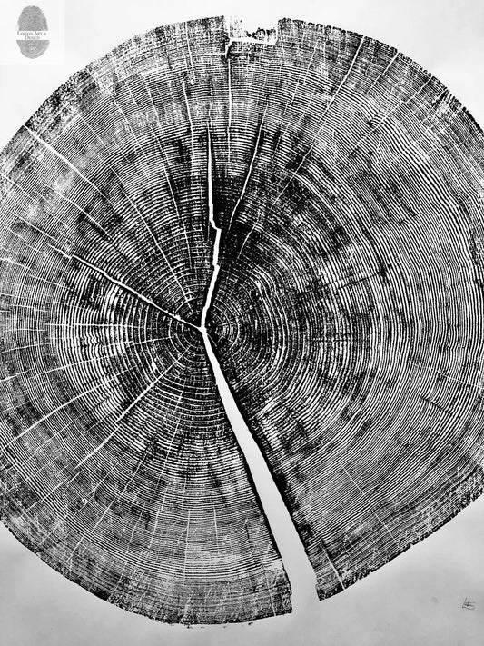 Yosemite National Park, California Pine - 36x36 print lintonart