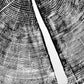 Yosemite National Park, California Pine - 36x36 print lintonart