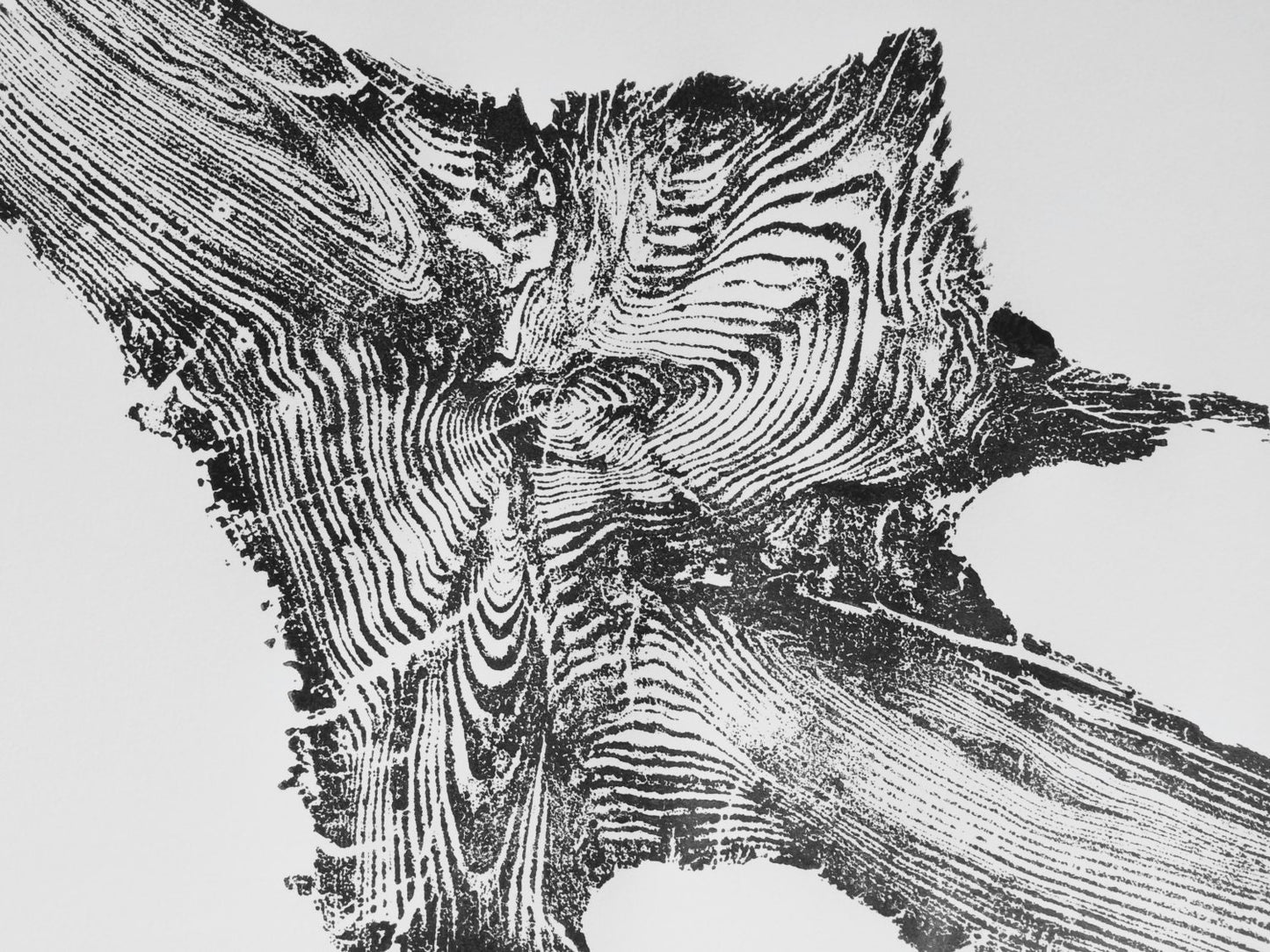 Madison River, Yellowstone, Wyoming Pine Tree Roots - 18x24 print