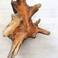 Caribou-Targhee National Forest, Idaho Pine Tree Roots - 18x24 print