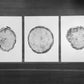 Utah Pines Triptych - 18x24 each print