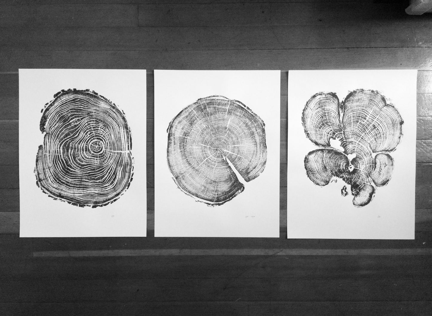 Locust, Cedar & Pine Triptych - 18"x24" prints