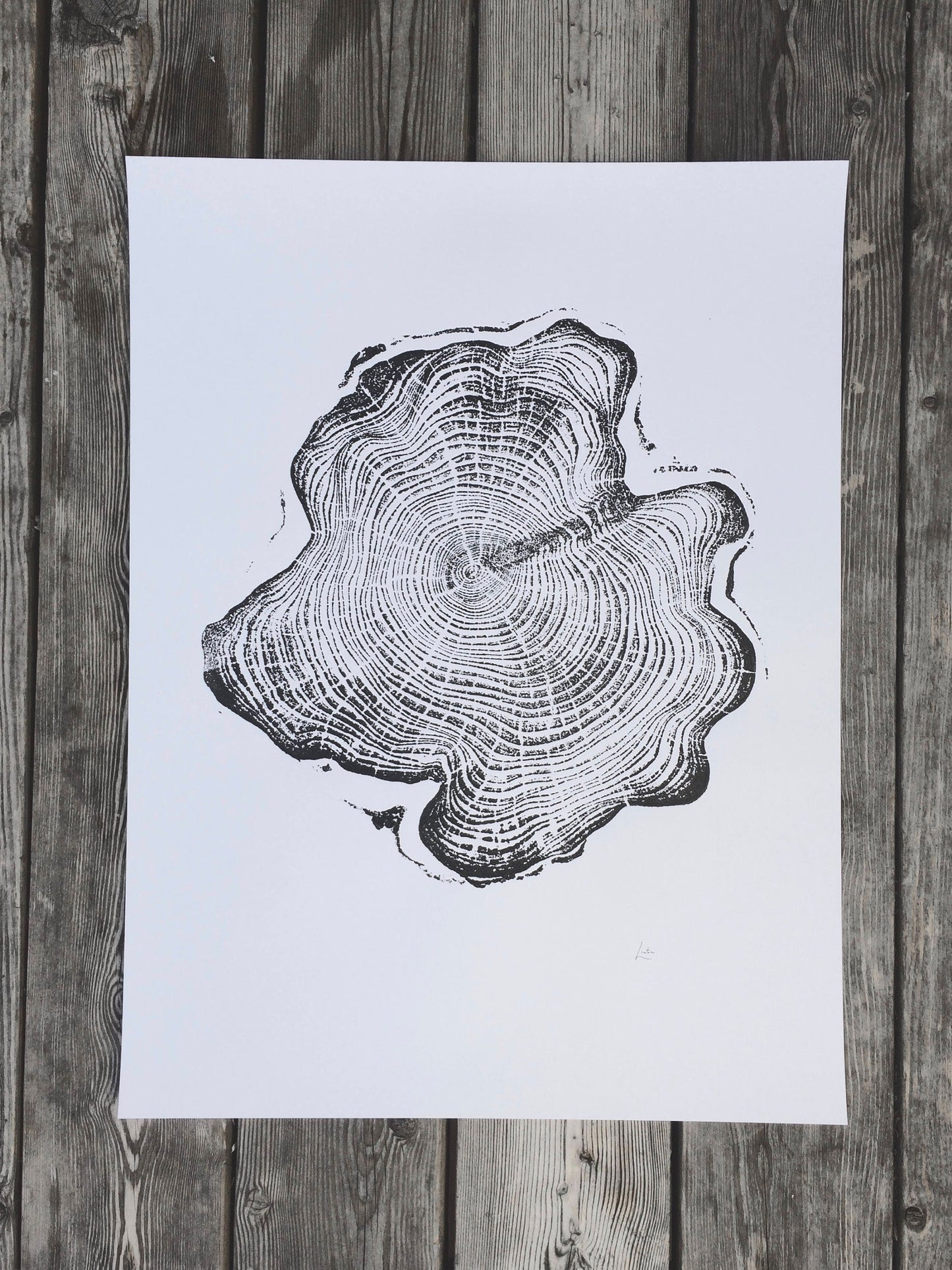 Ketchikan, Alaska Cypress - 18x24 print