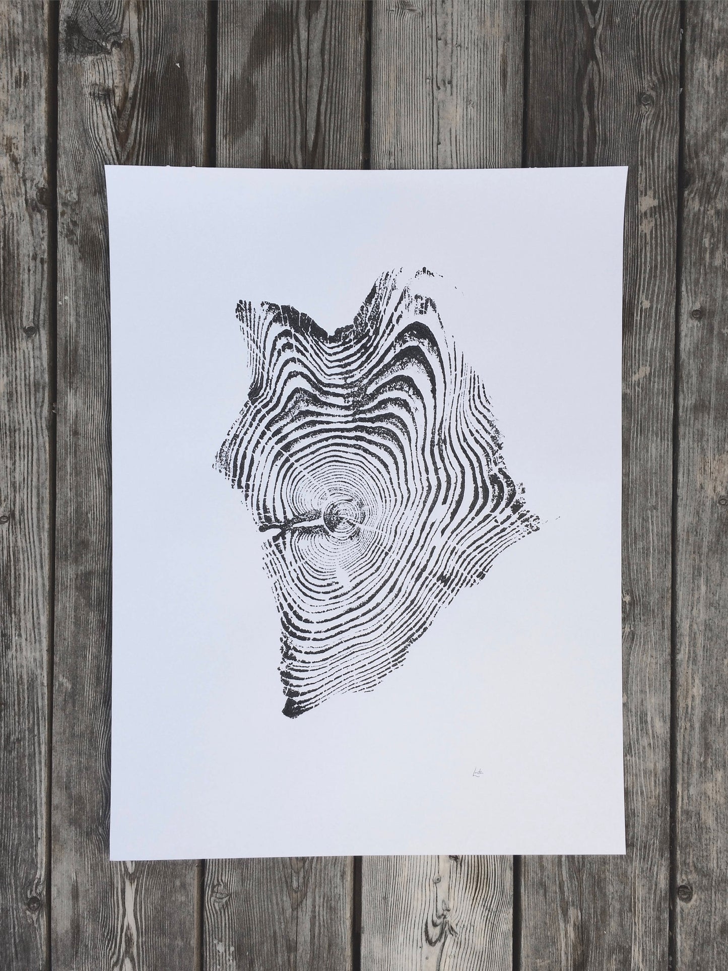 Yellowstone Pine III - 18x24 print