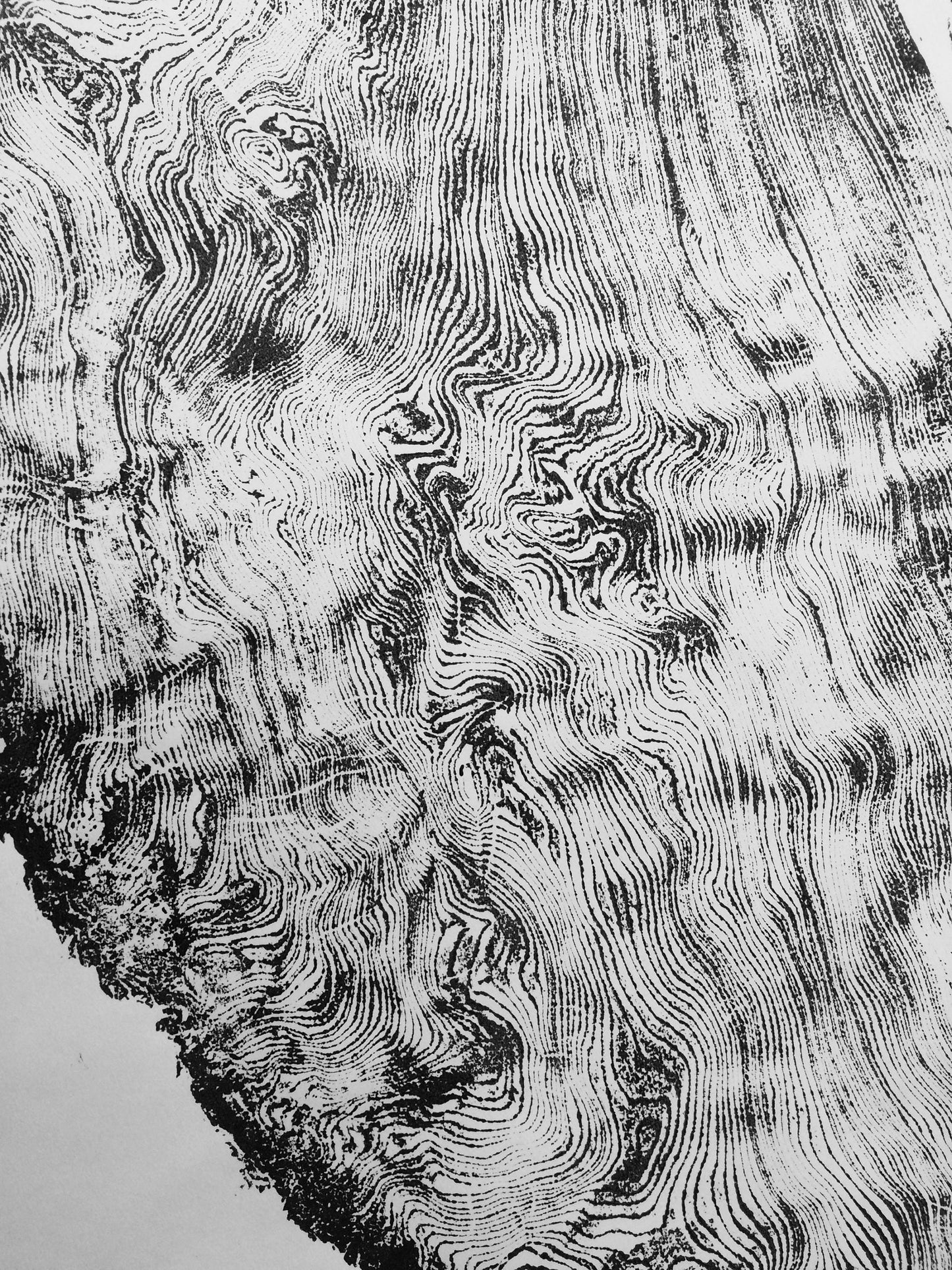 Giant Redwood, Orick Area California - 3x6 feet print