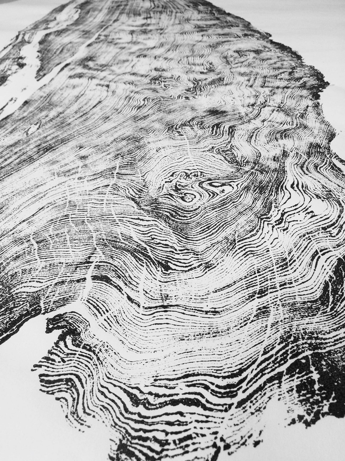 Giant Redwood, Orick Area California - 3x6 feet print