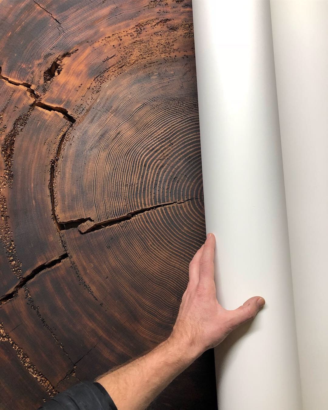 Oregon Coast Sitka Spruce - 52x60 print