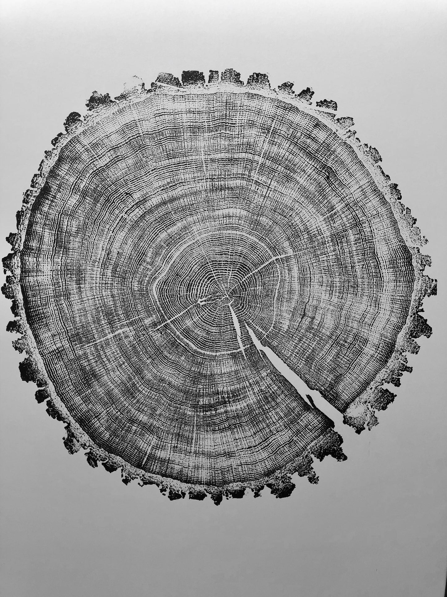 Oak, Pine, & Hemlock Set of 4 - 24x36 each print