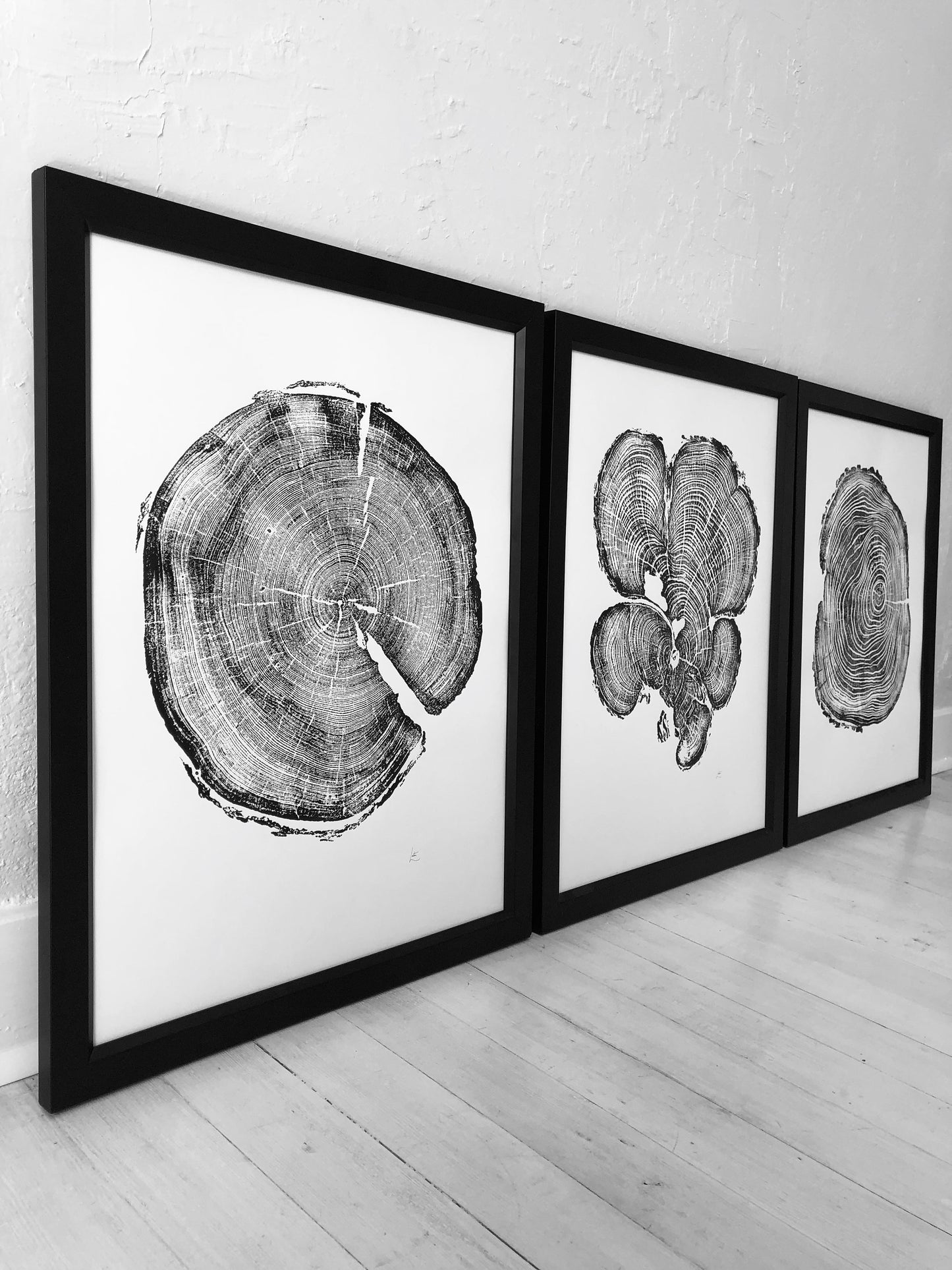 Locust, Cedar & Pine Triptych - 18"x24" prints