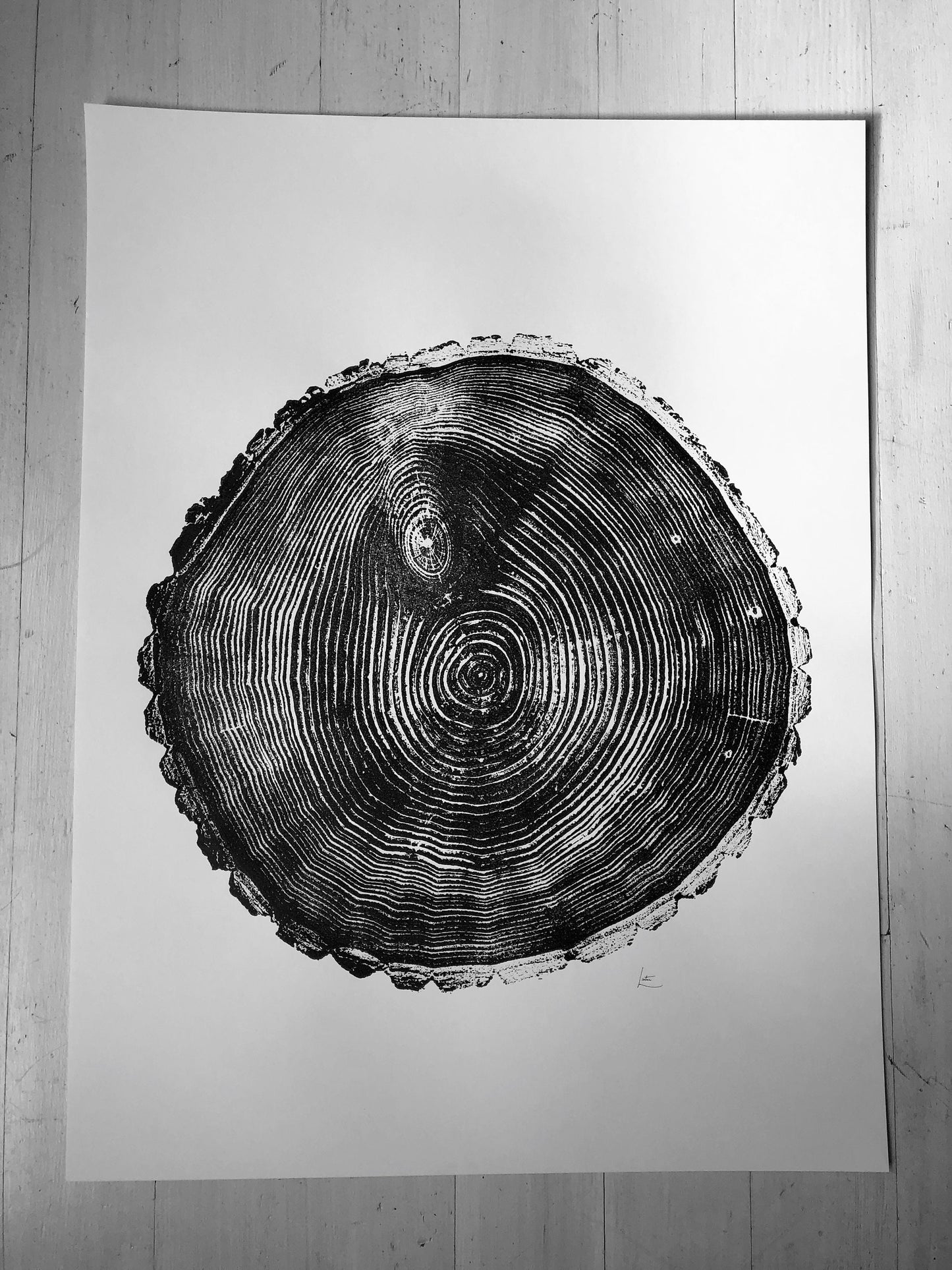 Maine Print, Balm of Gilead, Tree ring print, Maine Poster, Arcadia, Arborist, Forestry, Live Edge wood, Signed original