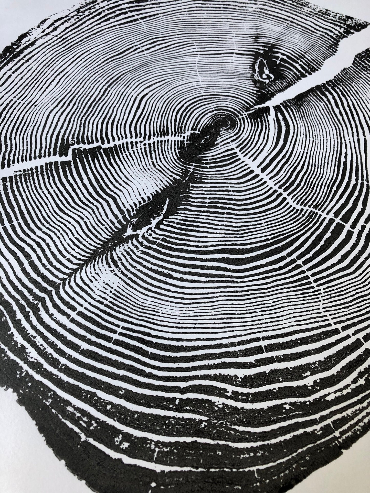 Lake Superior, Michigan Driftwood Pine - 18x24 print