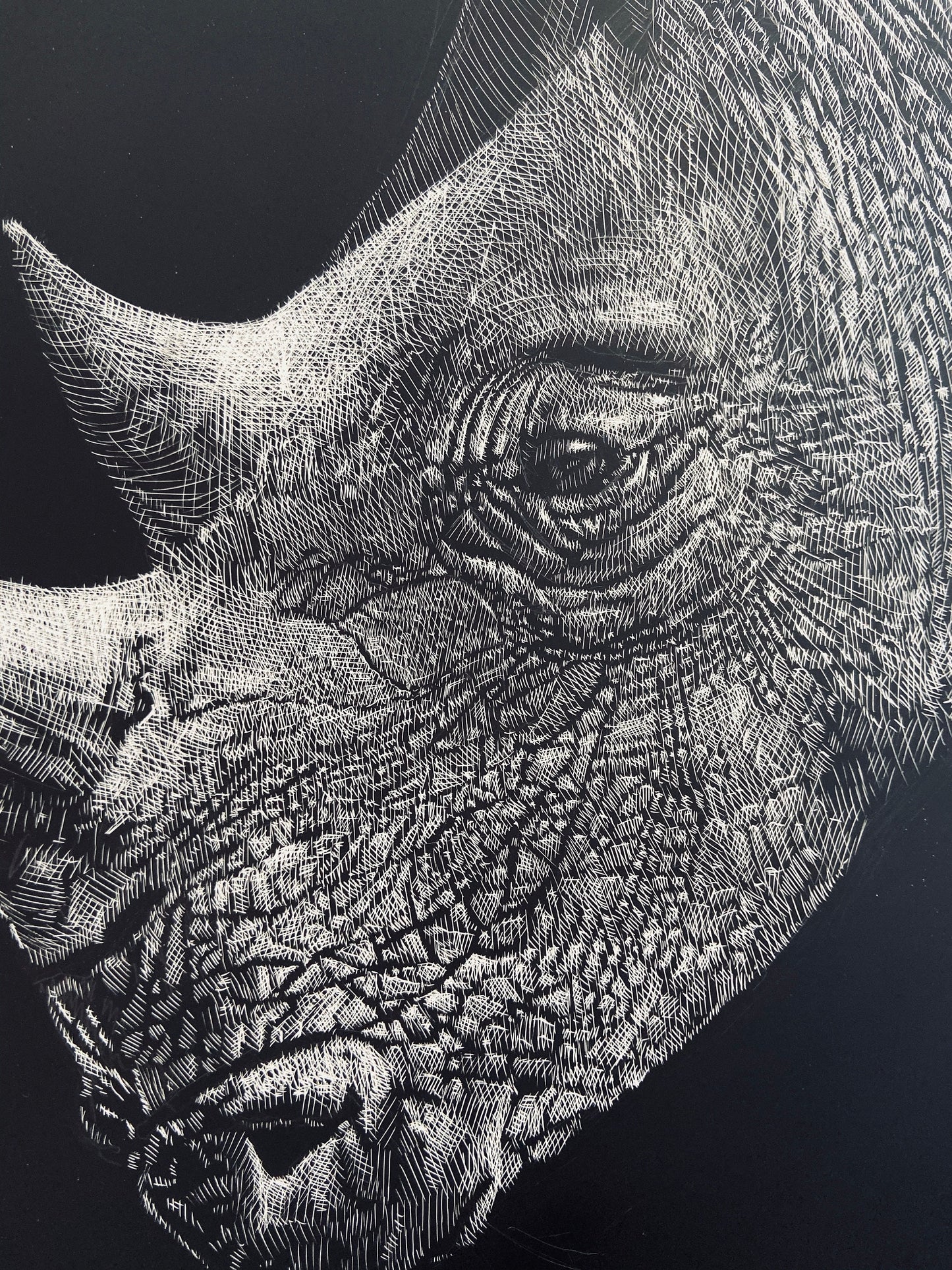 Rhino Etching - 18x24 giclee print