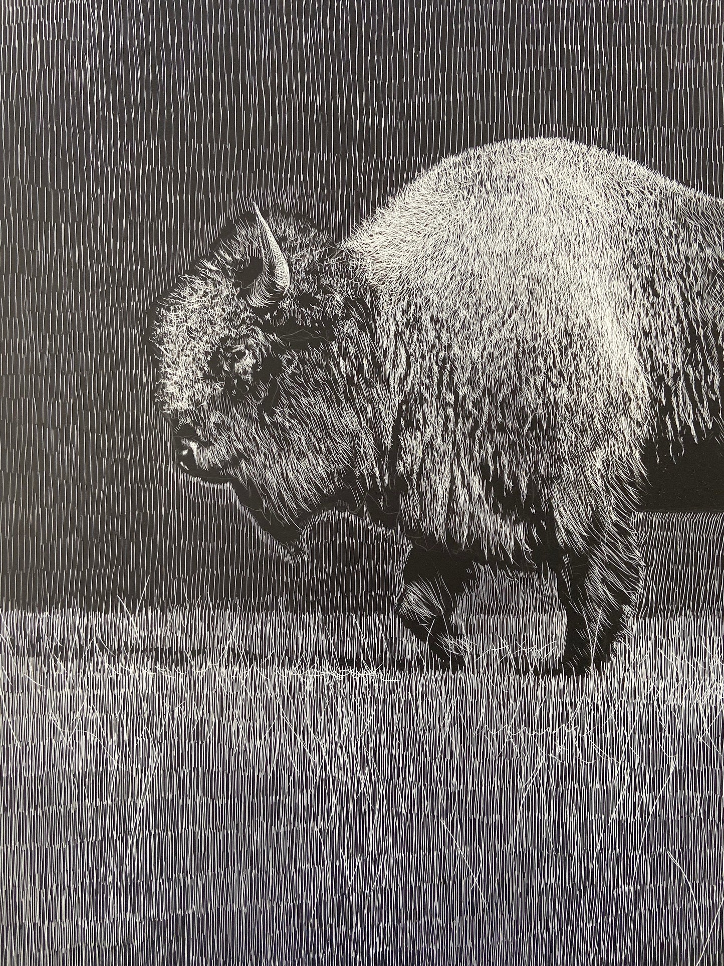 Buffalo Etching - 18x24 giclee print