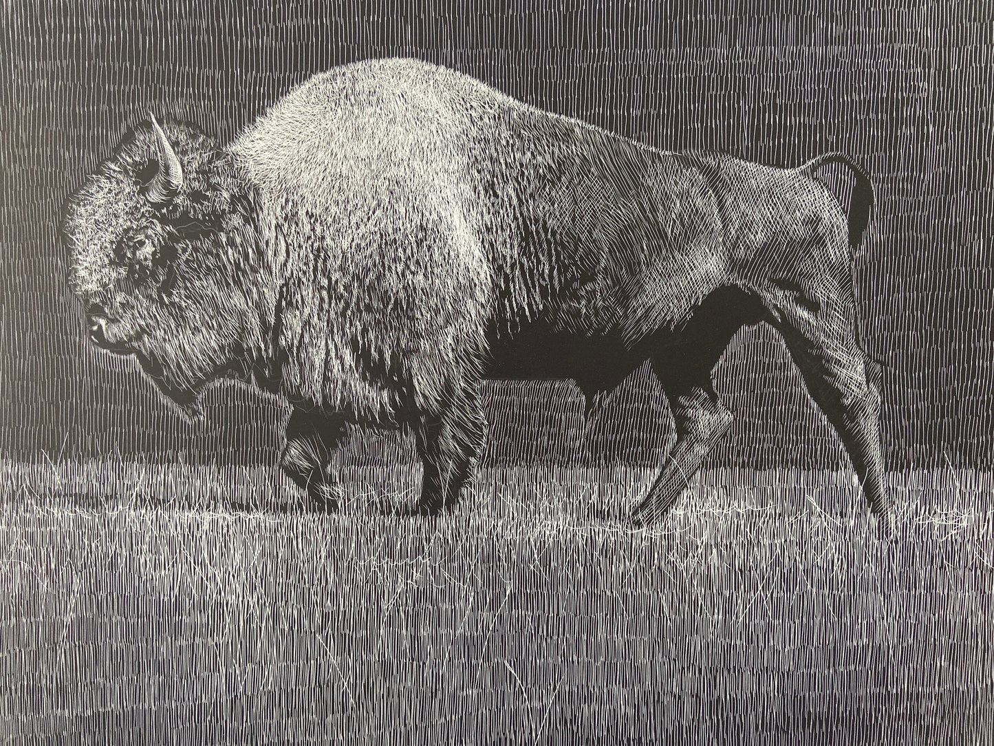 Buffalo Etching - 18x24 giclee print