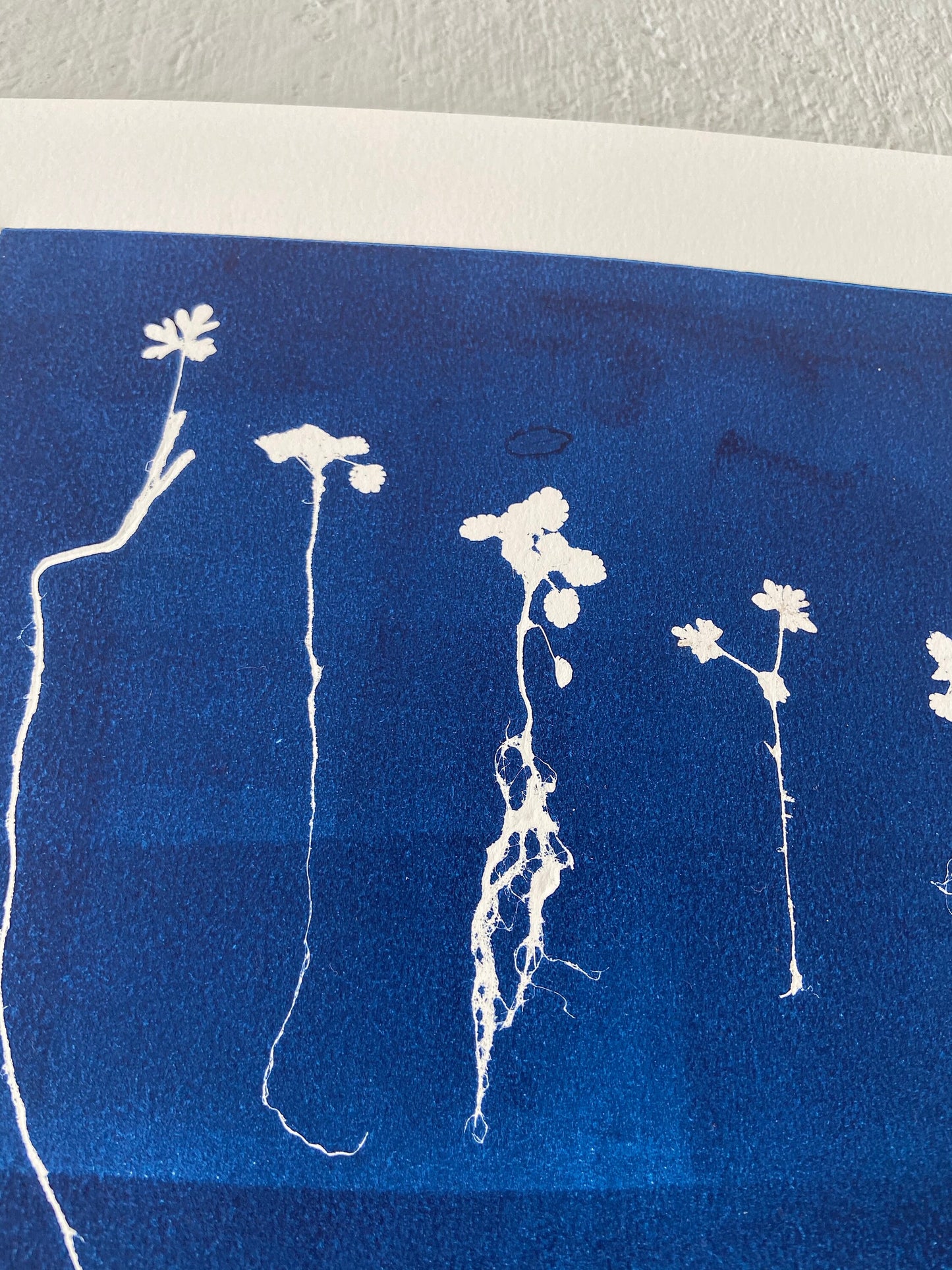 Sapplings and Roots Hand Pressed Botanical Monoprint on Blue - 11x14 giclee print