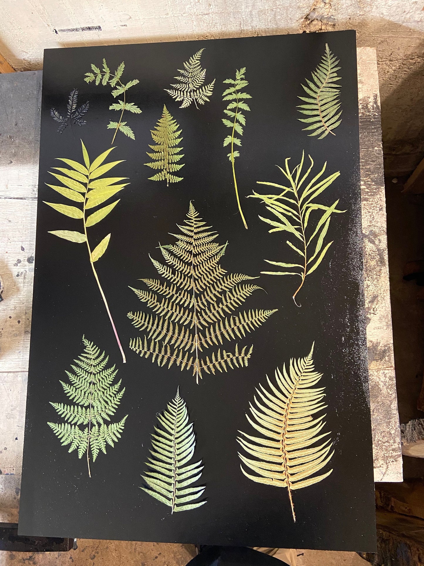 Ferns and Leaves Collage I Monoprint - 24x36 giclee print
