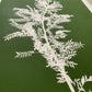 Locust Branch Hand Pressed Monoprint on Green - giclee print